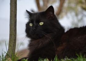 Кошка Шантильи Тиффани: история породы, советы по уходу и фото