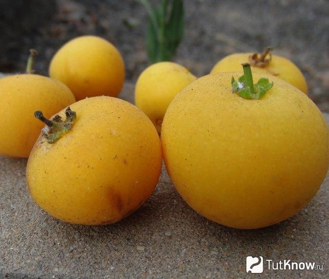 Как выглядит кафрская слива