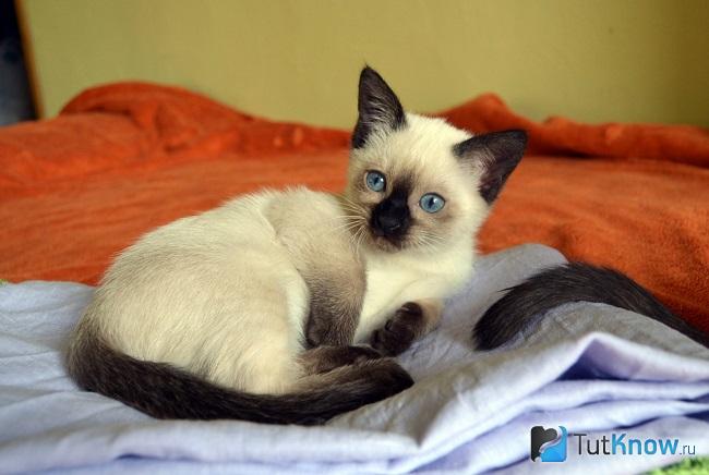 Котёнок тайской кошки