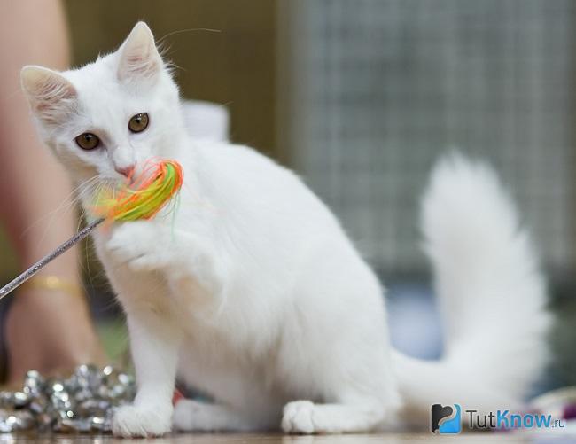 чем вычесывать ангорскую кошку. Смотреть фото чем вычесывать ангорскую кошку. Смотреть картинку чем вычесывать ангорскую кошку. Картинка про чем вычесывать ангорскую кошку. Фото чем вычесывать ангорскую кошку