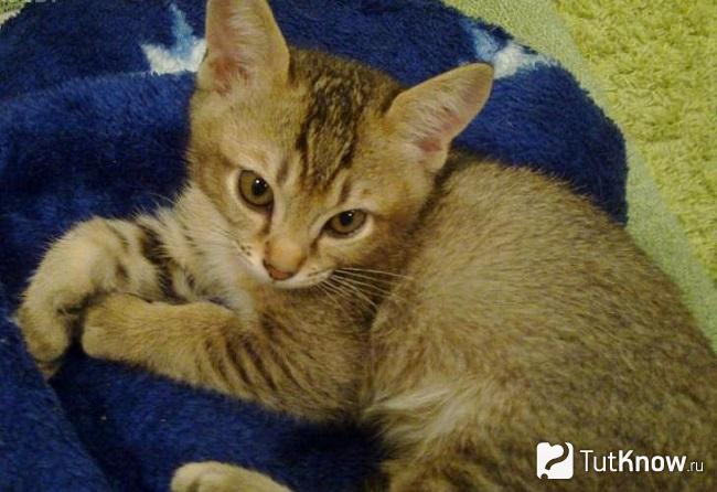 Котёнок азиатской табби