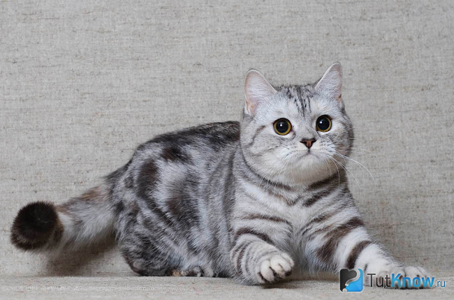 скоттиш страйт что это значит. Смотреть фото скоттиш страйт что это значит. Смотреть картинку скоттиш страйт что это значит. Картинка про скоттиш страйт что это значит. Фото скоттиш страйт что это значит