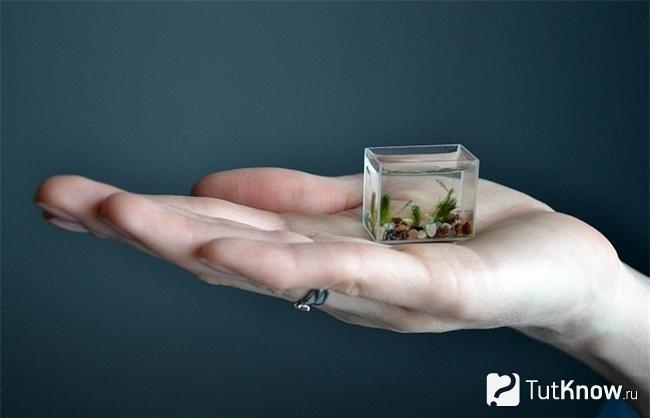 Миниатюрный аквариум на ладони