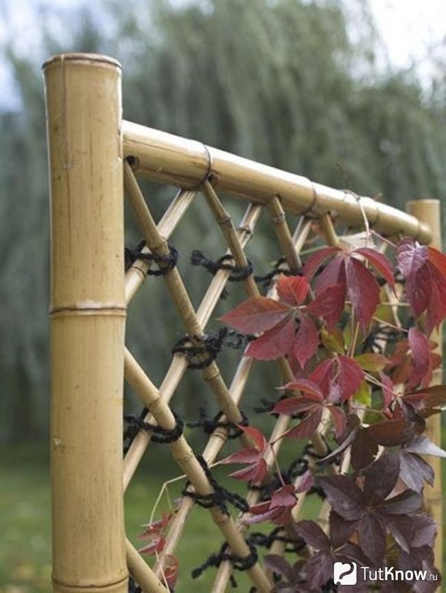 Ограда для вьющегося растения из бамбука