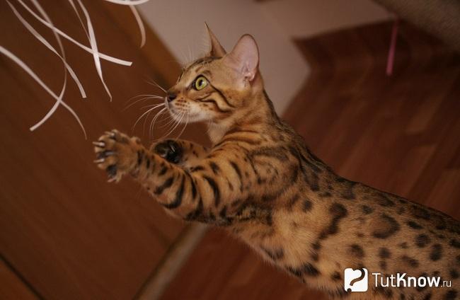 Кошка Ашера играет