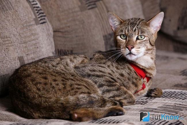 Кошка Ашера лежит