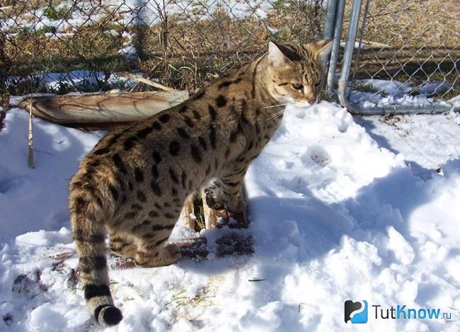Кошка Ашера на прогулке