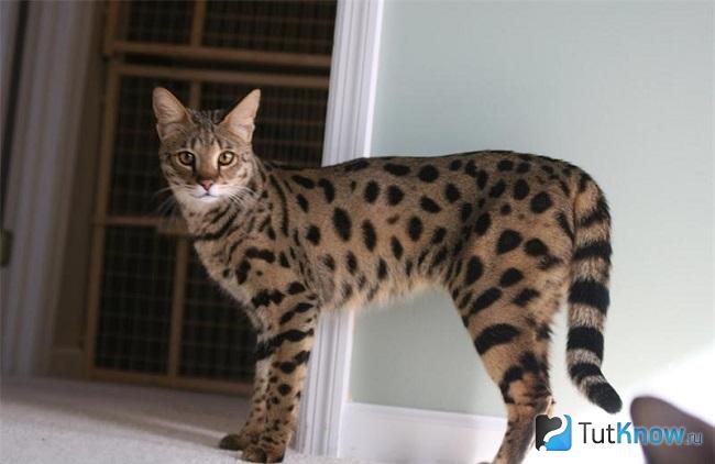 Внешность кошки Ашера