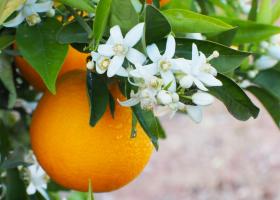 Цветки апельсина – деликатес с терпким вкусом