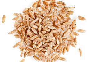 Полба – прародитель современной пшеницы