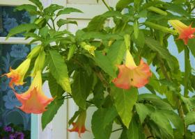 Бругмансия: посадка, уход и выращивание цветка, фото
