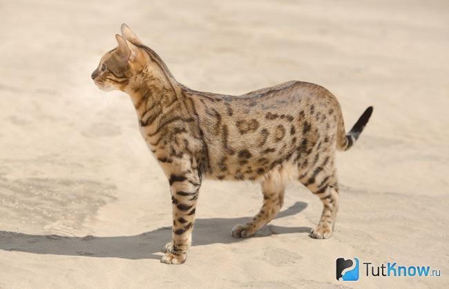 Кошка Сафари на прогулке