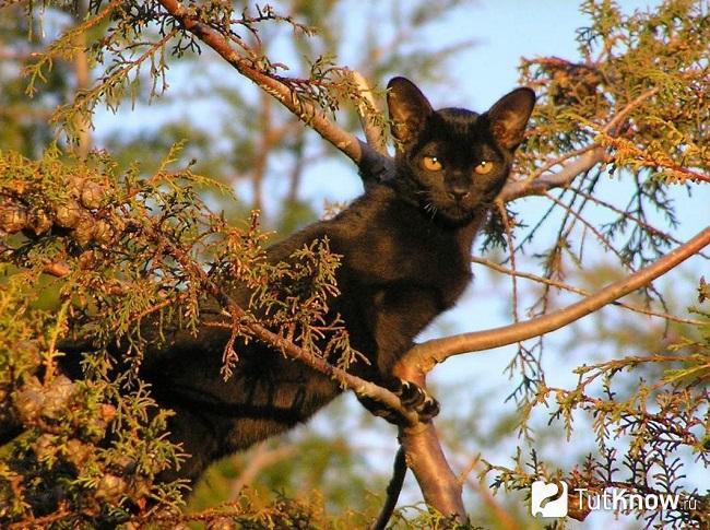 Кошка Мандалай на дереве