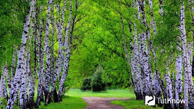 Фото березы 1