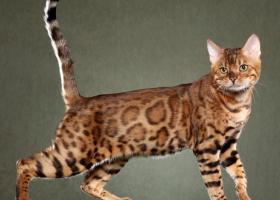 Кошка Сафари: советы по уходу, фото породы, цена