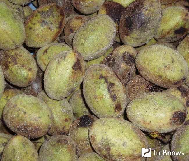 Серый орех полезные свойства и противопоказания thumbnail