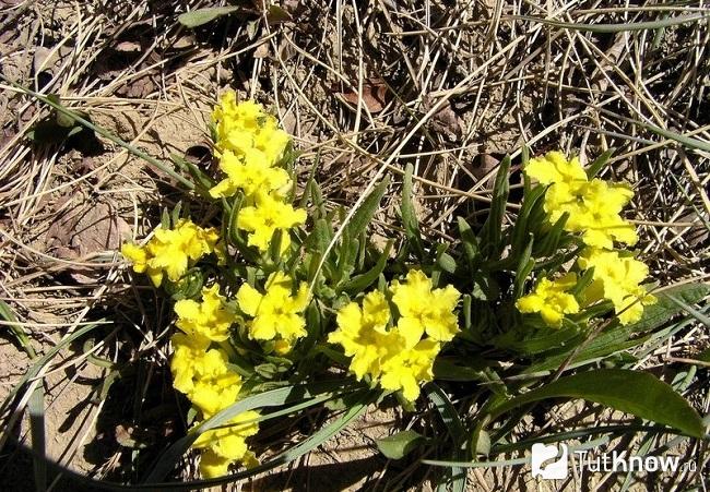 Воробейник лекарственный фото и описание трава