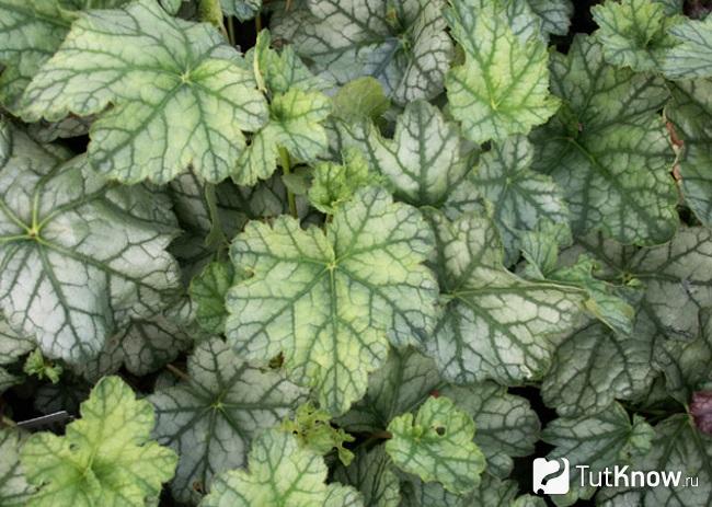 На фото гейхера Mint Frost