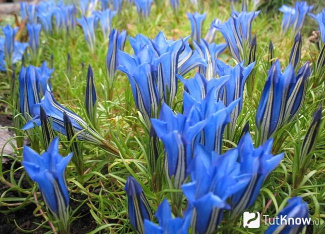 На фото горечавка китайско-украшенная