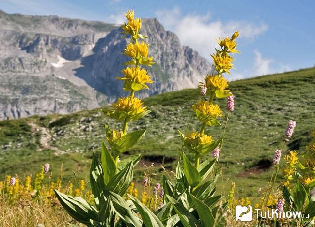 На фото горечавка желтая