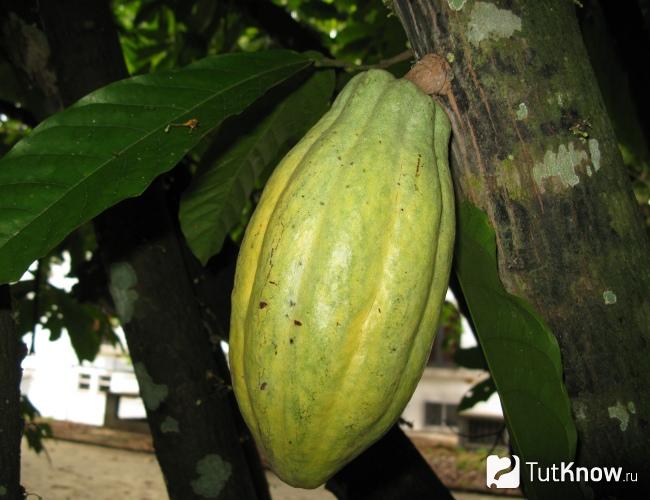 Плод какао на дереве