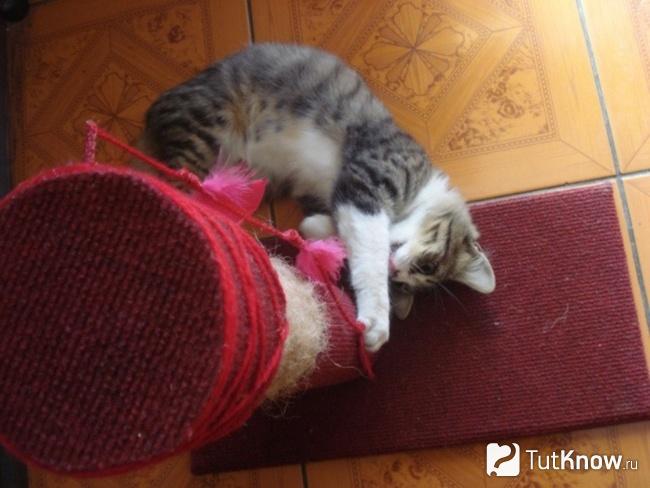 Кошка у основания вертикальной когтеточки