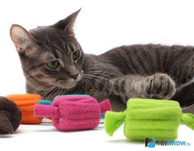 Кот лежит возле мягких игрушек