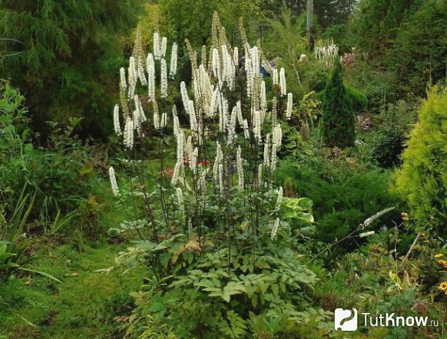 Клопогон простой брюнет описание и фото