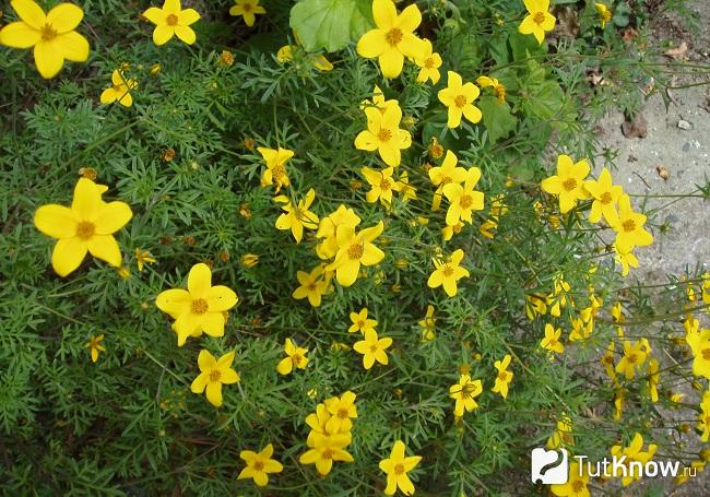 На фото Кореопсис феруелистный