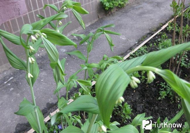 Купена растет