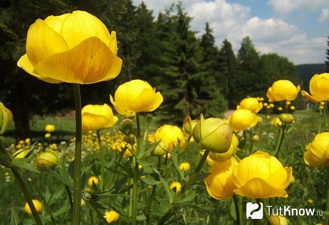 Фото Купальницы 5