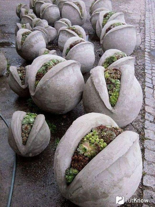 Растения внутри цементных шаров