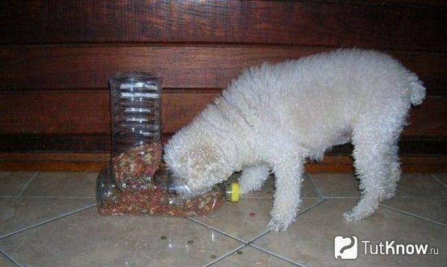 Кормушка для собаки из пластиковых бутылок
