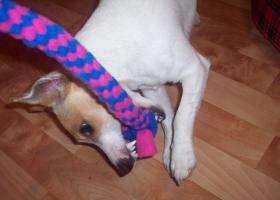 Собака кусает самодельную игрушку