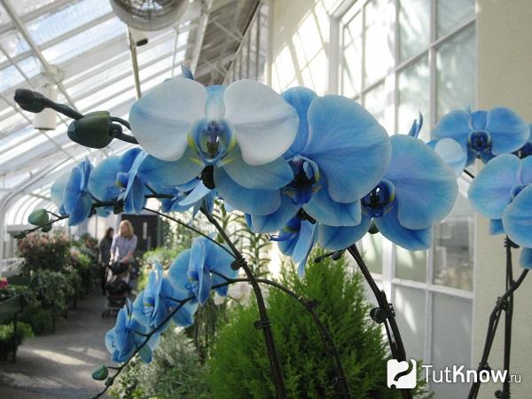 Белая орхидея окрашена в голубую