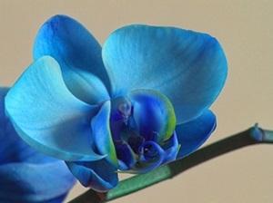 Окрашенные лепестки орхидеи