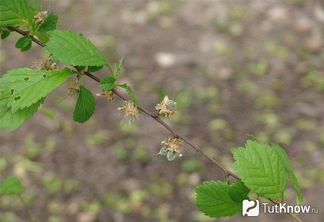 prunus triloba что это. Смотреть фото prunus triloba что это. Смотреть картинку prunus triloba что это. Картинка про prunus triloba что это. Фото prunus triloba что это