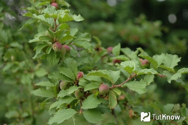 prunus triloba что это. Смотреть фото prunus triloba что это. Смотреть картинку prunus triloba что это. Картинка про prunus triloba что это. Фото prunus triloba что это