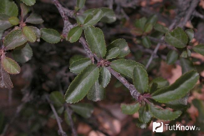 prunus triloba что это. Смотреть фото prunus triloba что это. Смотреть картинку prunus triloba что это. Картинка про prunus triloba что это. Фото prunus triloba что это