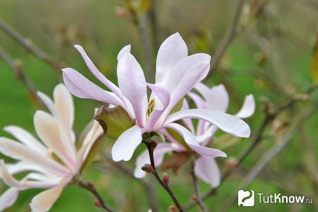 Как и когда обрезать магнолию. 1543609993 magnoliya lebnera. Как и когда обрезать магнолию фото. Как и когда обрезать магнолию-1543609993 magnoliya lebnera. картинка Как и когда обрезать магнолию. картинка 1543609993 magnoliya lebnera