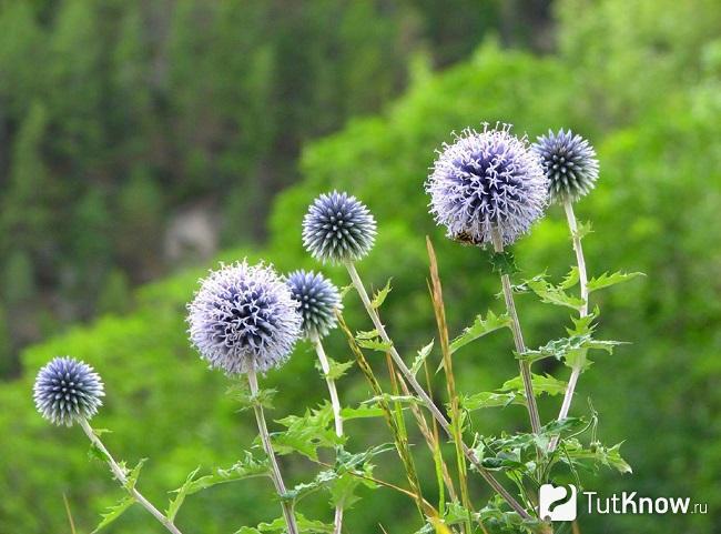 На фото Мордовник обыкновенный