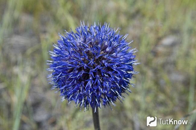 На фото Мордовник широколистный