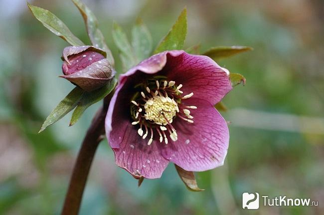 Фото Морозника 2