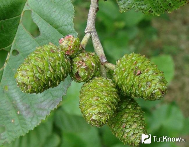 Как выглядит ольха дерево для копчения фото