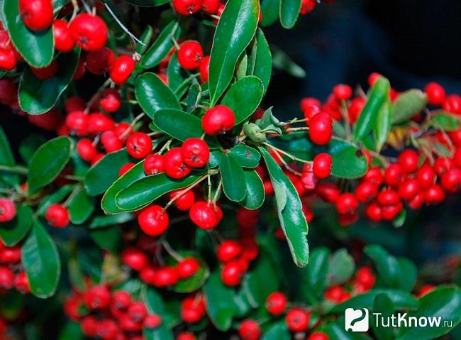 pyracantha coccinea что за растение. Смотреть фото pyracantha coccinea что за растение. Смотреть картинку pyracantha coccinea что за растение. Картинка про pyracantha coccinea что за растение. Фото pyracantha coccinea что за растение