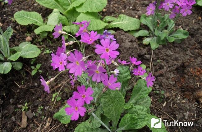 Фото Примулы 3