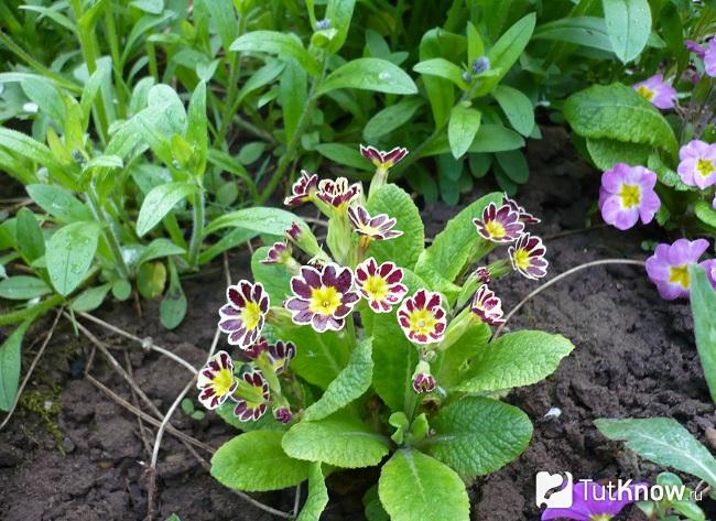 Фото Примулы 5