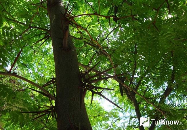 Гледичия что это за дерево. 1553619756 gledichiya kaspiyskaya. Гледичия что это за дерево фото. Гледичия что это за дерево-1553619756 gledichiya kaspiyskaya. картинка Гледичия что это за дерево. картинка 1553619756 gledichiya kaspiyskaya. Гледичия (на латинском Gleditsia)– это род засухоустойчивых деревьев из семейства Бобовые. В род входит около 15 видов высокорослых, листопадных деревьев. Гледичия и Акация внешне очень похожи – эти растения часто путают, потому что они относятся к одному семейству.
