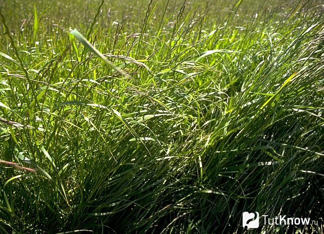 Фото райграса 1