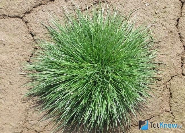 Фото райграса 2